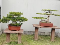 -扬州大运河文化旅游度假区·盆景园