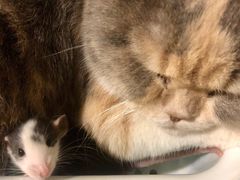 -藦茜花园宠物主题亲子互动体验馆(国顺东路店)