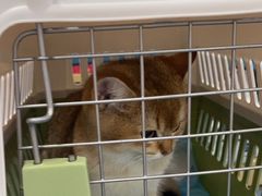 -宠颐生宠物医院外科·内科·皮肤科·影像科(石龙店)