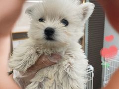 -翊宠yipet猫狗购宠庄园犬舍•猫舍