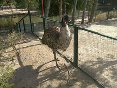 -新疆天山野生动物园