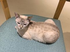 -藏猫猫咖啡主题馆(中央大道店)