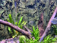 -上海海洋水族馆