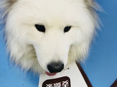 -成都民大动物医院