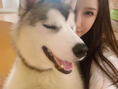 -Husky Go! 哈士奇体验馆·宠物咖啡厅狗咖