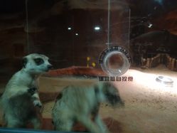 点击看大图 -酷嗒动物文化乐园(cutezoo西溪乐天城店)