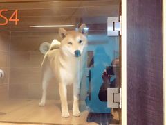 -八公叔叔宠物美容连锁(春申店)