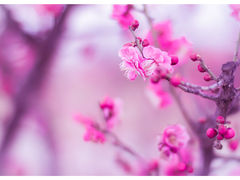 九龙梅花-珍爱宝贝摄影