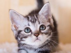 -袁记云饺(富力半岛店)