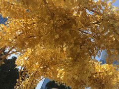 -重庆市江北嘴中央商务区中央公园