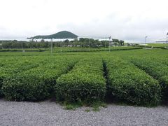-雪绿茶博物馆