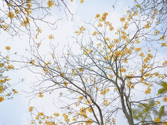 -王借岗森林公园