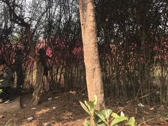 -禹州森林植物园