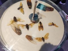 -陕西自然博物馆