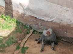 -西霞口神雕山野生动物世界