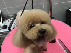 -宠福鑫康馨动物医院·骨科·眼科