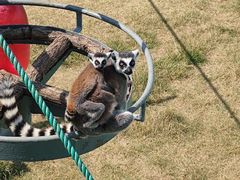 -西霞口神雕山野生动物世界