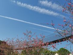 -天适樱花悠乐园