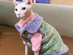 -MOCHA明星猫咖(田子坊店)