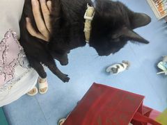 -博特宠物医院24h犬猫全科.骨科·异宠