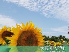 -百万葵园