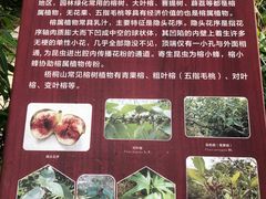 -梧桐山风景名胜区