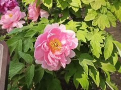 -莲花池公园