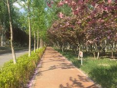 -大兴滨河森林公园