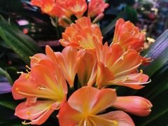 -花鸟鱼虫鲜花绿植市场(玉泉路店)