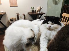 -楼上猫咖(罗湖店)