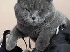-纳吉亚猫专科动物诊疗中心(蒋宅口分院)