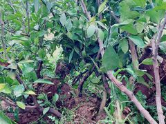 -前小桔亲子创意农场·草莓采摘·露营烧烤