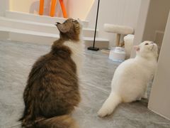 -More Fun猫咖 二十只万元加菲主题