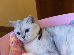 -李小姐の猫咖啡馆(五角场店)