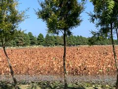 -漩门湾国家湿地公园