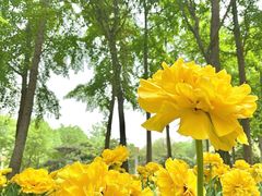 -郑州中国绿化博览园