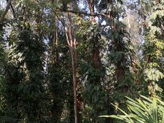 -华南国家植物园-售票处