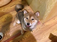 -柴务处·柴犬主题狗咖