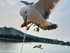 -海驴岛(荣成市)
