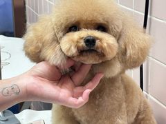 -FAELING PETS美天灵宠物(富力广场店)