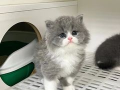 -lincat·猫舍(广州店)