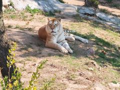 -西霞口神雕山野生动物世界