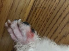 -诺比宠物医院心脏内科·泌尿肾内外科·骨科急重症