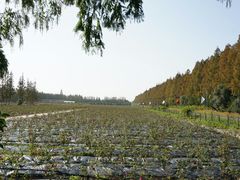 -上海长兴岛郊野公园
