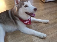 -Husky Go! 哈士奇体验馆·宠物咖啡厅狗咖