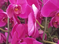 -金科花卉市场