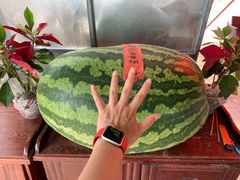 -西瓜小镇
