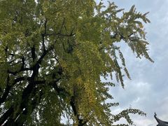 -楠溪江风景名胜区