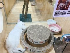 -屋虎猫馆(宝安大仟里店)