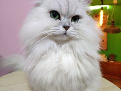 -李小姐の猫咖啡馆(五角场店)